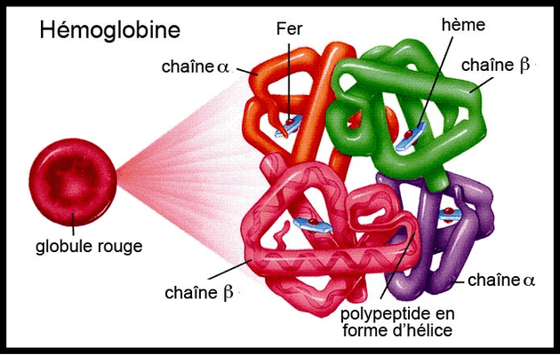 Schéma de l'hémoglobine